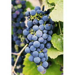 CAISSE 5KG RAISIN MUSCAT...