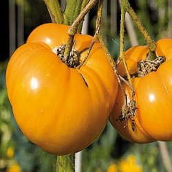 PLATEAU 5KG TOMATES JAUNES...