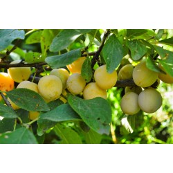 CAISSE 4KG MIRABELLE