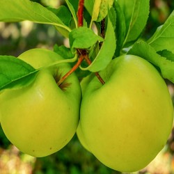 POMME GOLDEN DE PROVENCE 8KG