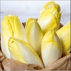 ENDIVES DU NORD "CHICON" 5Kg