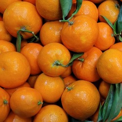 CLÉMENTINES NON TRAITÉES LA...