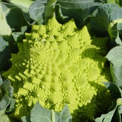 LOT 3 ROMANESCO