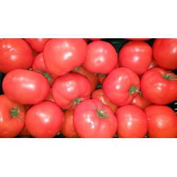 PLATEAU 5KG TOMATES ROSES...