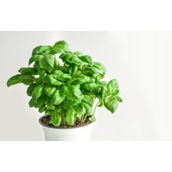 BASILIC EN POT de Fréjus...
