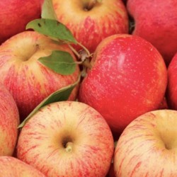 CAISSE 7KG POMMES GALA...