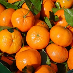 PETITES CLÉMENTINES CORSES...