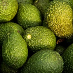 MINI AVOCATS CORSES BIO 1,5KG