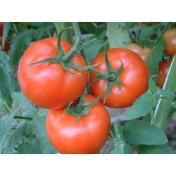 TOMATES RONDES PROVENCE 5KG