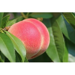 NECTARINES BLANCHES...