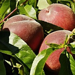 PECHES BLANCHES PROVENCE 3.5KG
