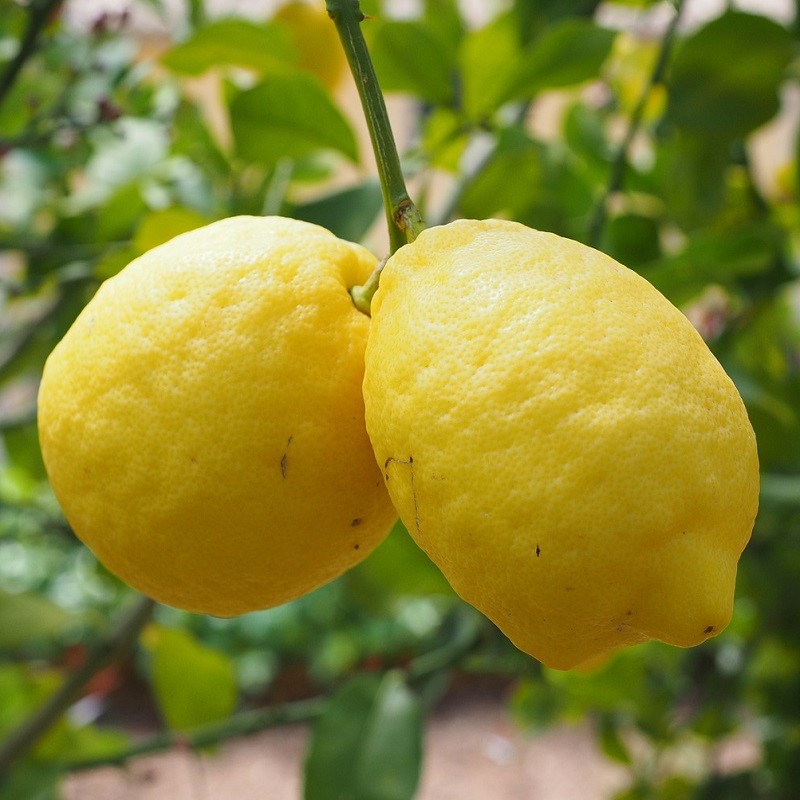 Citrons - Loupiote main image 1