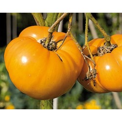 PLATEAU 5KG TOMATES BIO...