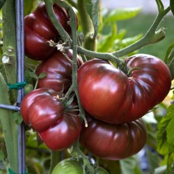 PLATEAU 5KG TOMATES BIO...