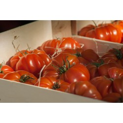 PLATEAU 5KG TOMATES COEUR...