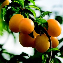 CAISSE 5KG PRUNES JAUNES...